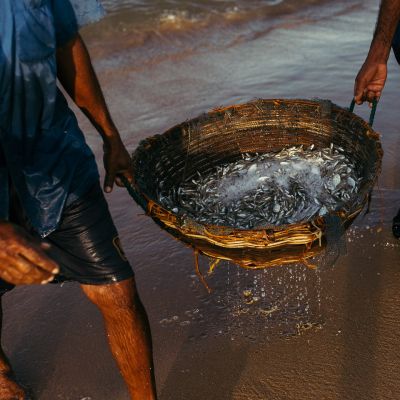 The Day's Catch